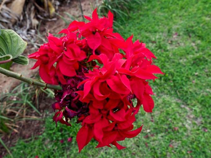 Poinsettia Family Cottage Hazyview Extérieur photo